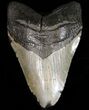 Fossil Megalodon Tooth - South Carolina #39235-1